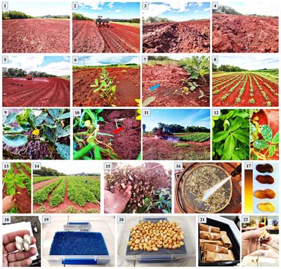 Tropical peanut maturation scale for harvesting seeds with superior quality